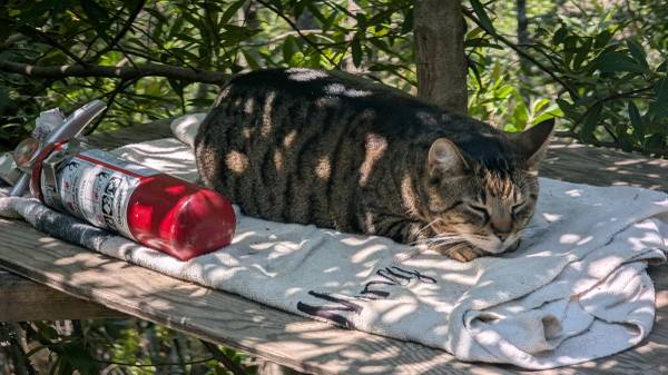 Lost Cat in Rohnert Park
