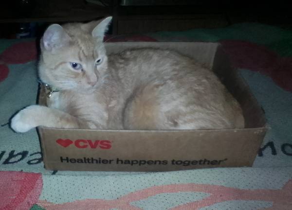 Lost cat