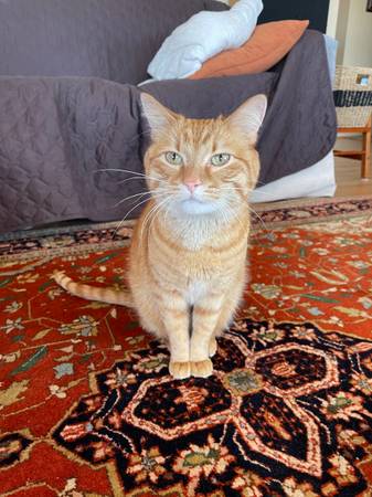 Lost cat