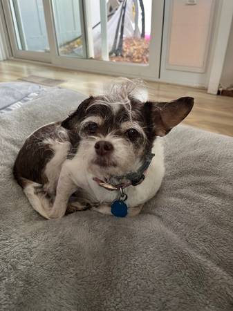 Lost dog