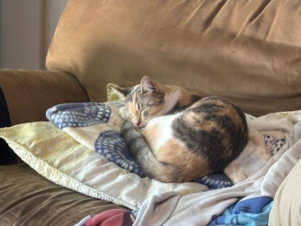 Lost cat