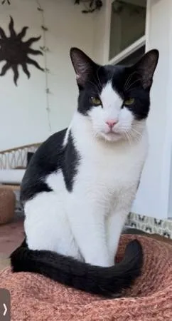 Lost cat