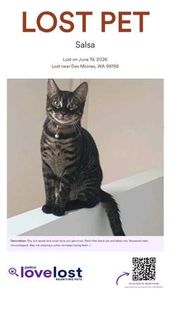 Lost cat