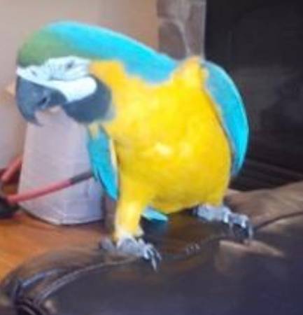 Lost Bird in San Antonio
