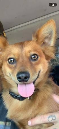 Lost dog