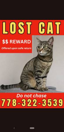 Lost cat