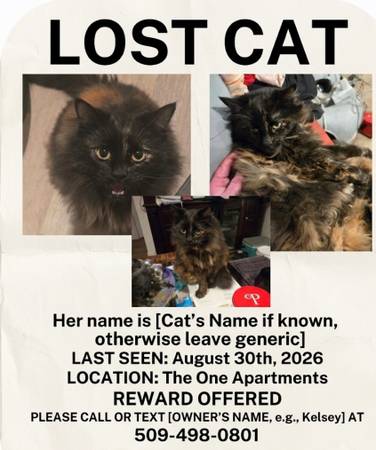 Lost cat