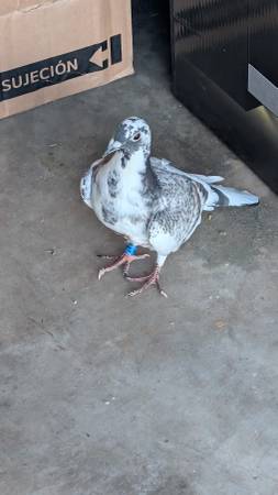 Found bird