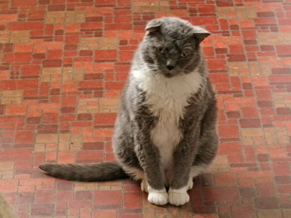 Lost Cat in Florence