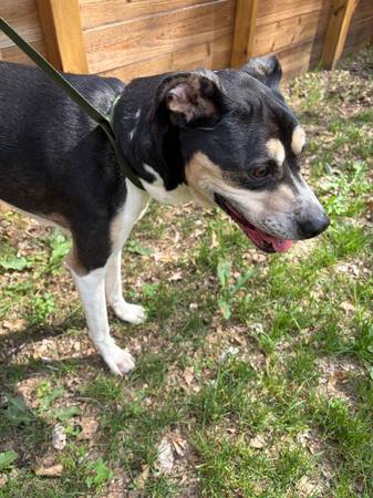 Found dog