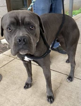 Found dog