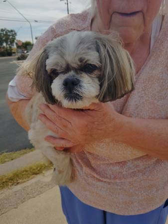 Found Dog in Tucson