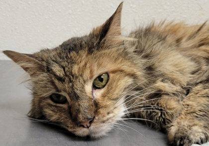 Found cat