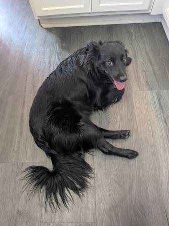 Found dog