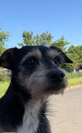 Found dog