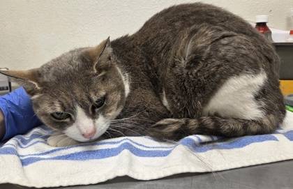 Found cat