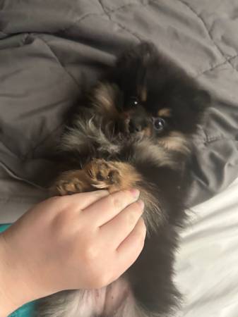 Lost dog