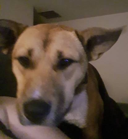 Found Dog in The Dalles Bridge