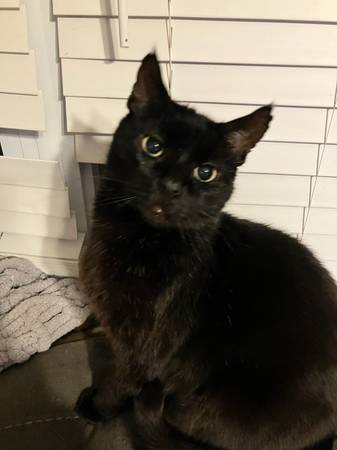Lost Cat in Akron