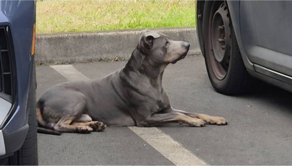 Found dog