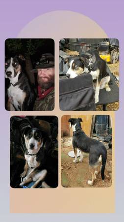 Lost Pet in Dorris