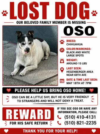 Lost dog