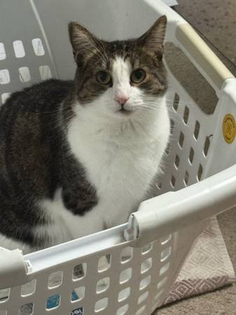 Lost cat