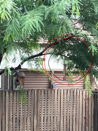 Found bird