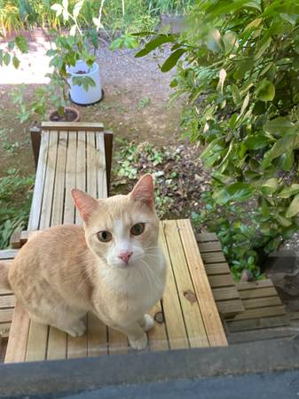 Found Cat in Black Mountain