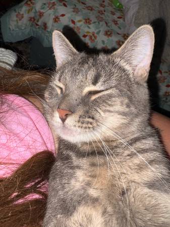 Lost cat