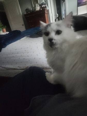 Lost Cat in Norfolk