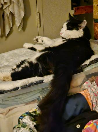 Lost Cat in Park/Prince/Roger Area