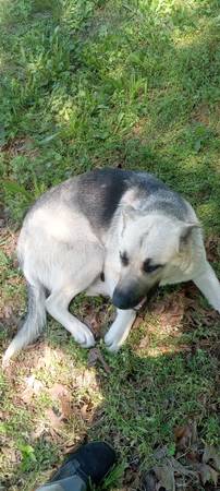 Found dog