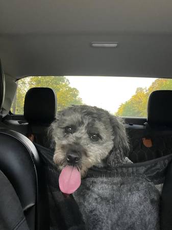 Lost dog