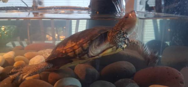 Lost turtle