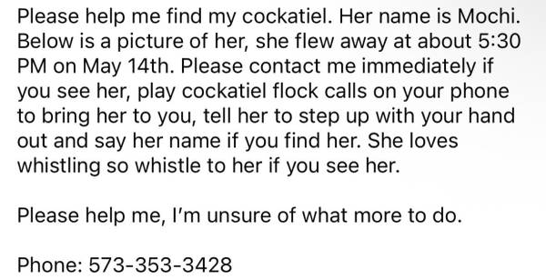 Lost bird