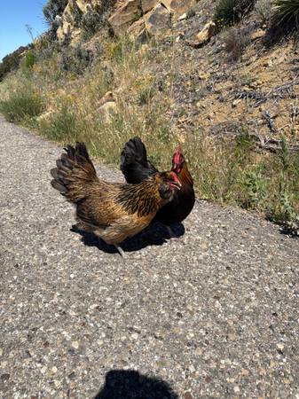 Found Bird in E Camino Cielo