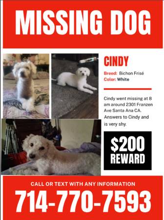 Lost dog