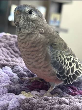 Lost bird