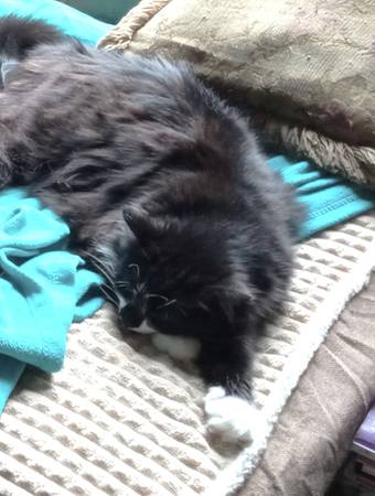 Lost Cat in Alamance County