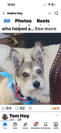 Lost dog