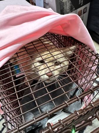 Found Cat in Reno