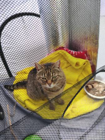 Lost cat