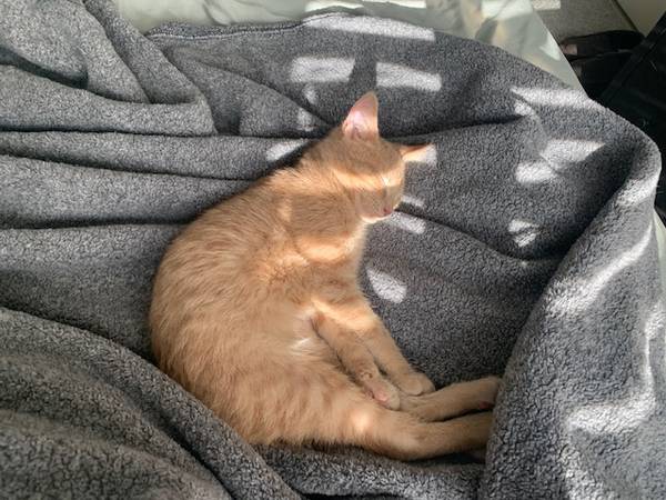 Lost cat