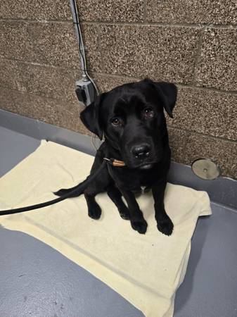 Found dog