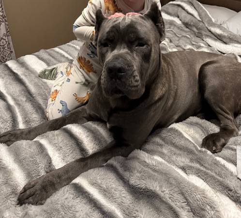 Lost dog