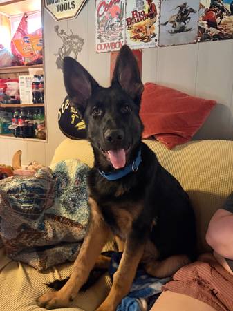 Lost dog