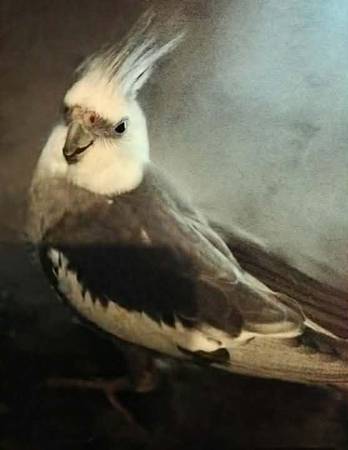 Lost bird