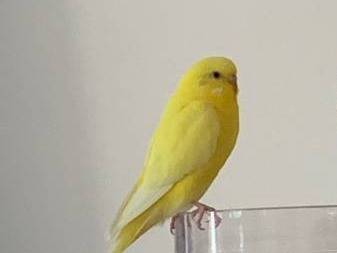 Lost Bird in Dunnellon