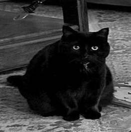 Lost cat